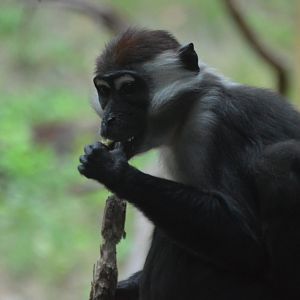 Cercocebus torquatus