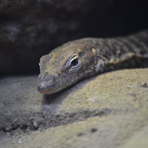 Varanus tristis
