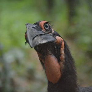 Bucorvus leadbeateri