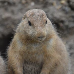 Cynomys ludovicianus