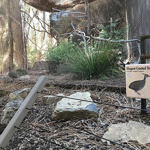 Elegant Crested Tinamou Exhibit