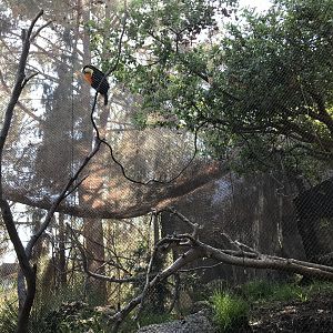 Toco Toucan Exhibit