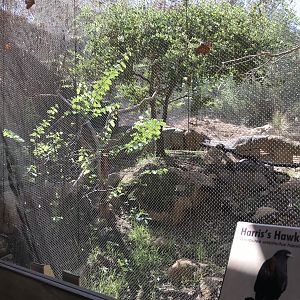 Harris' Hawk Exhibit