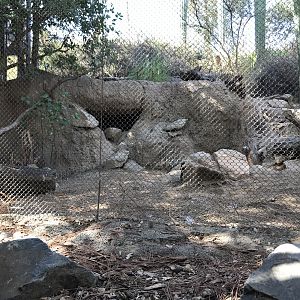 Burrowing Owl/Desert Tortoise Exhibit