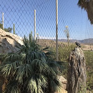 California Condor Exhibit