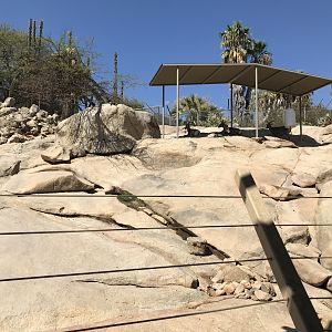 Desert Bighorn Sheep Exhibit