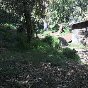 Sumatran Tiger Exhibit