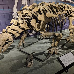 Peloroplites cedrimontanus