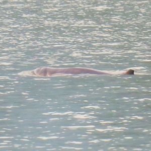 Irrawaddy dolphin