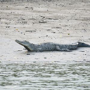 saltwater crocodile