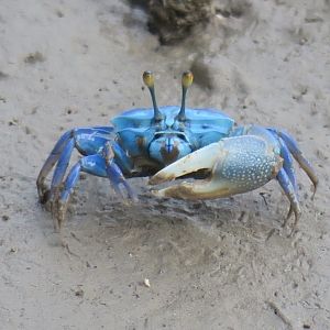 fiddler crab