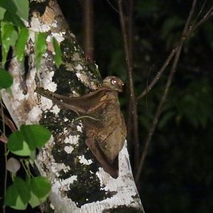 Malayan flying lemur