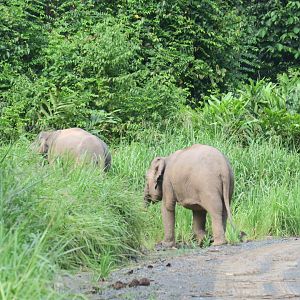Borneo elephant