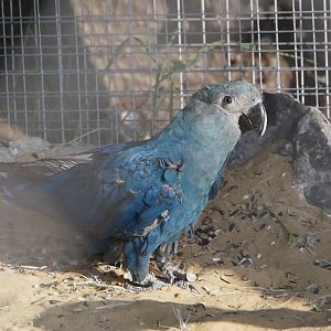 Spix Macaw