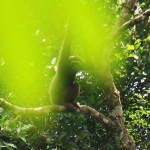 Müeller's gibbon