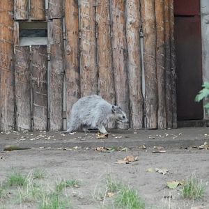 Unusal-Looking Raccoon