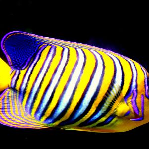 Regal angelfish; London Zoo; 27th August 2018