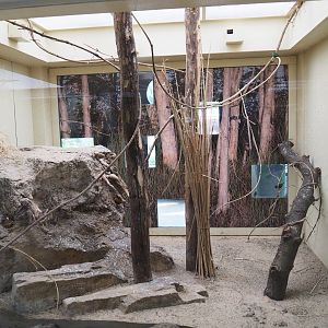 Aviary red-throated parrotfinch