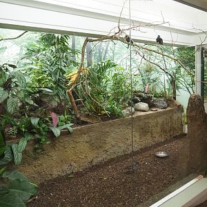 Aviary Common hill myna - Bulbul - Bartlett's bleeding-heart