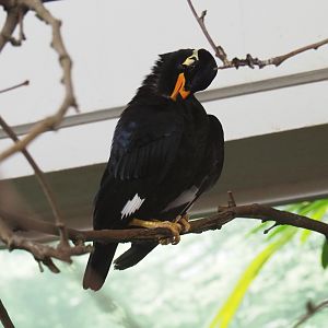 Common hill myna (Gracula religiosa intermedia)