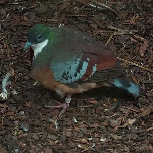 Bartlett's bleeding-heart pigeon (Gallicolumba criniger)