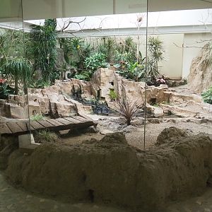 Bird House - African mixed aviary