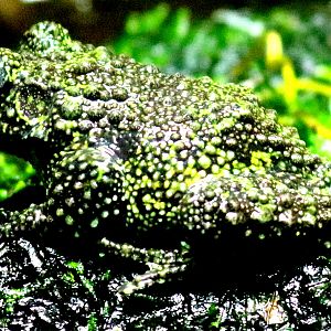 Mossy frog; London Zoo; 27th August 2018