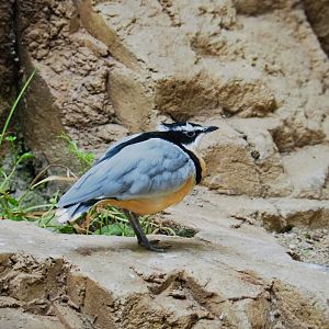 Egyptian plover (Pluvianus aegyptius)