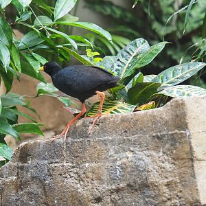 Black crake (Amaurornis flavirostra)