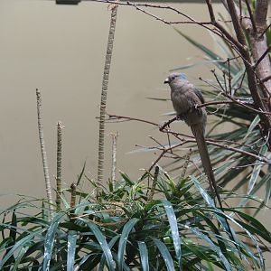 Blue-naped mousebird (Urocolius macrourus)