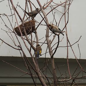 European goldfinches (Carduelis carduelis) and a Blue-naped mousebird (Urocolius macrourus)