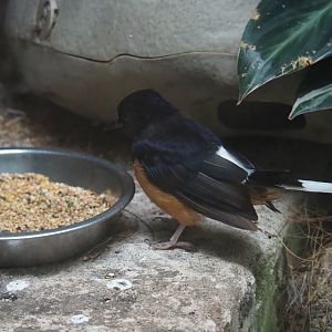 White-rumped shama thrush (Copsychus malabaricus)