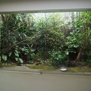 Aviary Painted bunting (Paserina ciris)