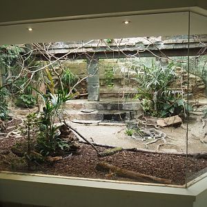 Bird House - Mixed American aviary