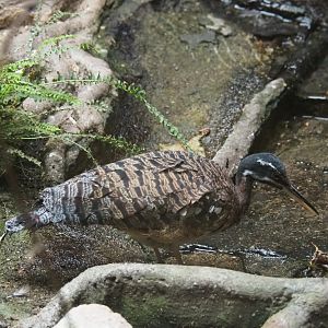 Sunbittern (Eurypyga helias)