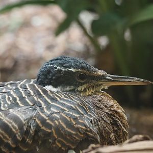 Sunbittern (Eurypyga helias)