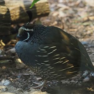 California quail (Callipepla californica)