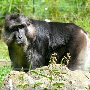 Tonkean Macaque at Parc Zoo Reynou, 2011