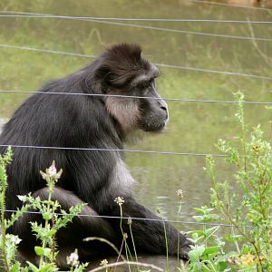 Tonkean Macaque at Parc Zoo Reynou, 2011