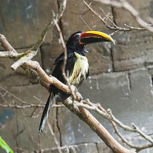 Green araçari (Pteroglossus viridis)