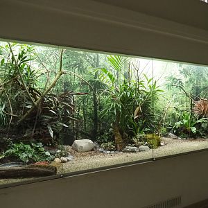 Bird House - Aviary Goldie's lorikeet, jungle bush-quail, red avadavat