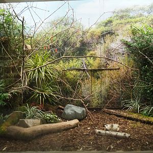 Bird House - Aviary Emei Shan Liocichla and Orange-breasted waxbill