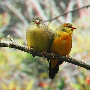 Orange-breasted waxbill (Amandava subflava)