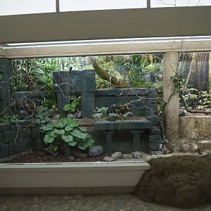 Bird House - Mixed Asian aviary