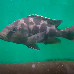 Nimbochromis livingstonii