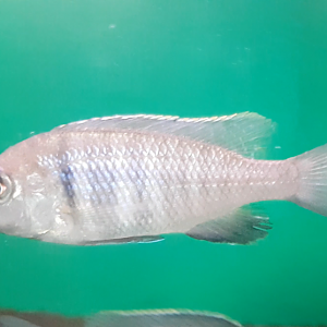 Phacidochromis electra