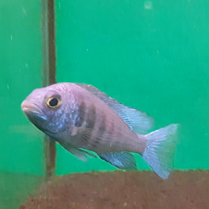 Phacidochromis phenochilus Lupinga