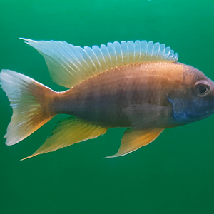 Trematocranus regina