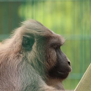 Moor Macaque at Amerika-Tierpark Limbach-Oberfrohna (2013)