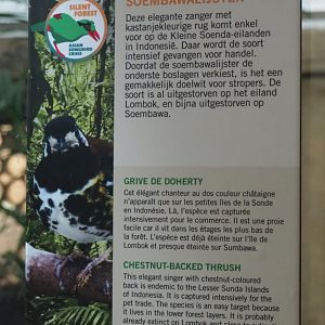 Silent forest campaign - Chestnut-backed thrush sign